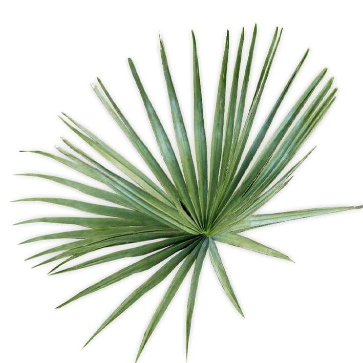 Saw palmetto - samsetning UltraMax Testo Enhancer